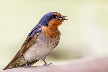 Welcome Swallow in Victoria, Australia