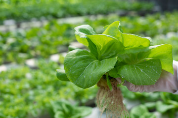 Young Asian girl farmer holding hands for checking fresh green oak lettuce salad, organic hydroponic vegetable in nursery farm. Business and organic hydroponic vegetable concept.