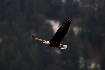 Bald Eagle