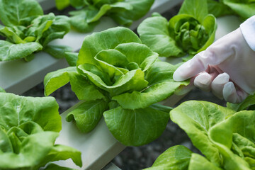 Young Asian girl farmer holding hands for checking fresh green oak lettuce salad, organic hydroponic vegetable in nursery farm. Business and organic hydroponic vegetable concept.