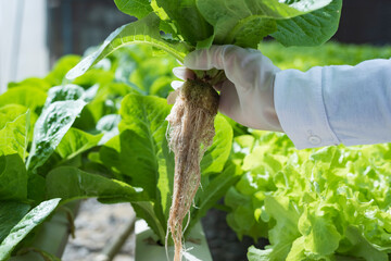 Young Asian girl farmer holding hands for checking fresh green oak lettuce salad, organic hydroponic vegetable in nursery farm. Business and organic hydroponic vegetable concept.