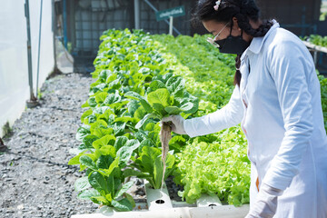 Naklejka na ściany i meble woman farmer hands working on organic hydroponics vegetable farm Owner of a hydroponics vegetable garden Quality inspection of vegetables in greenhouse planting plots small food production business id