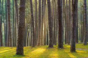 Pine forest at Suan son bor kaew, Hot District, Chiang mai Province, Thailand.