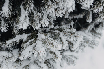 ropes of a green fir-tree covered with white hoarfrost in the park snow