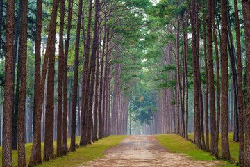 Pine forest at Suan son bor kaew, Hot District, Chiang mai Province, Thailand.