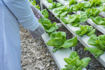 Young Asian girl farmer holding hands for checking fresh green oak lettuce salad, organic hydroponic vegetable in nursery farm. Business and organic hydroponic vegetable concept.