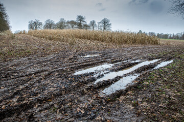 tractor tracks in corn field