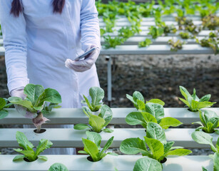 woman farmer hands working on organic hydroponics vegetable farm Owner of a hydroponics vegetable garden Quality inspection of vegetables in greenhouse planting plots small food production business id