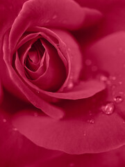 Obraz na płótnie Canvas Trendy color 2023 viva magenta red toned of macro view of rose flower petals floral natural background