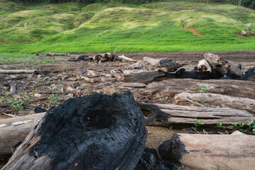 Close up of burned bark of tree in burned forest. After forest fire.