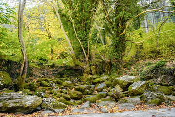 Moss on Rock in the Forest