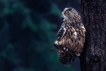 The Eurasian eagle-owl (Bubo bubo) is a species of eagle-owl that resides in much of Eurasia. It is also called the Uhu and it is occasionally abbreviated to just the eagle-owl in Europe.