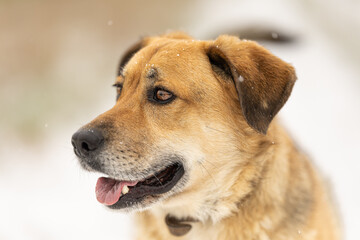 Yellow colored dog enjoying the first snow of the season. Running, jumping, looking. Very...