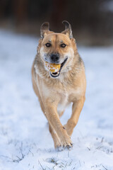 Yellow colored dog enjoying the first snow of the season. Running, jumping, looking. Very rewarding, happy face, feeling the freedom and sharing the joy with the owner. Playing with snow.