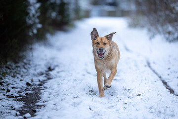 Yellow colored dog enjoying the first snow of the season. Running, jumping, looking. Very...