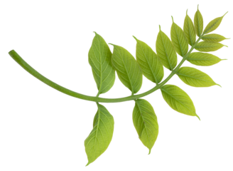 Fresh Green leaf  on white background, Green leaf branch isolated on white PNG File.