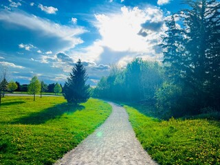 Fototapeta premium path in the forest