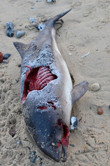 Porpoises stranded on the beach then devoured by foxes