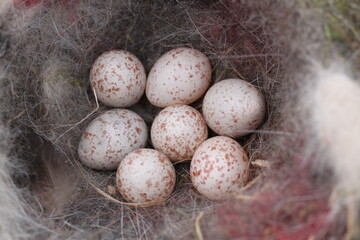 a bird's nest with small blue tit eggs 