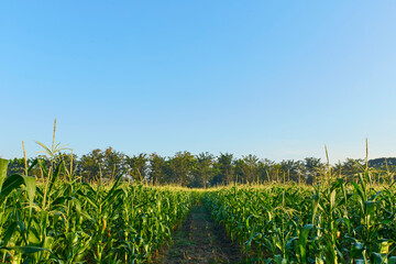 corn field on a farm on a summer morning