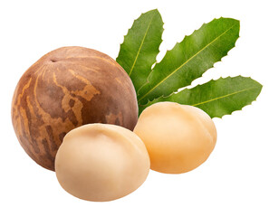 Macadamia nut with leaf on white background, Roasted Macadamia nut on White Background PNG file.