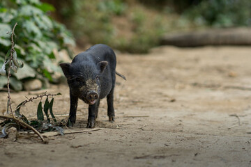 Piglet roaming free
