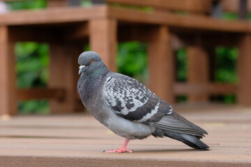 standing pigeon on the wooden deck