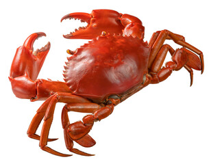 Boiled Red Sea Crab on white background, Scylla Serrata or Serrated mud crab on white PNG File. © MERCURY studio