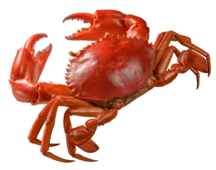 Boiled Red Sea Crab on white background, Scylla Serrata or Serrated mud crab on white PNG File.