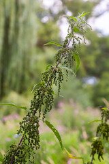 Photo of a plant nettle. Nettle with fluffy green leaves. Background Plant nettle grows in the ground. Plant