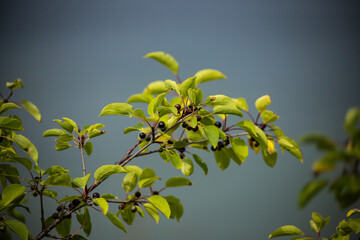 Branch of Common buckthorn Rhamnus cathartica tree in autumn. Beautiful bright view of black berries and green leaves close-up