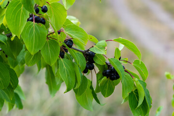 Branch of Common buckthorn Rhamnus cathartica tree in autumn. Beautiful bright view of black berries and green leaves close-up
