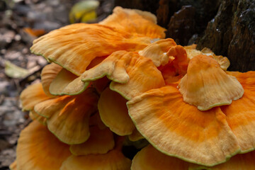 The sulfur-yellow tinder Latin Laetiporus sulphureus is a fungus grown on a tree, a yellowish...