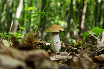 Leccinellum pseudoscabrum mushrooms in the summer. Mushrooms growing in the forest