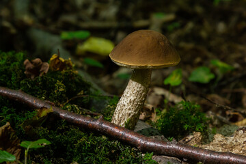 Edible mushroom Leccinum pseudoscabrum in deciduous forest. Known as Hazel Bolete. Wild mushroom growing in the leaves