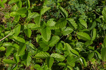 Close-up view of green strawberry leaves in the garden. Green bushes of a strawberry at summer....