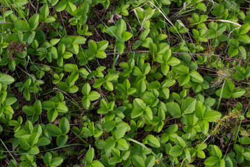 Close-up view of green strawberry leaves in the garden. Green bushes of a strawberry at summer. Selective focus, blurred background