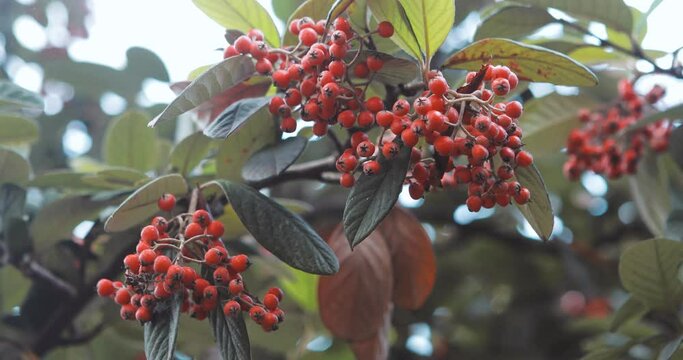 Cotoneaster lacteus tree close up