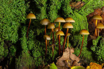 Clustered Bonnet Mycena inclinata growing on a mossy stump