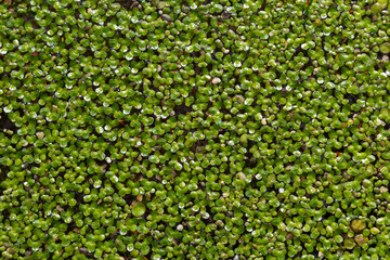 Duckweed, Natural Green Duckweed on The water for background or texture