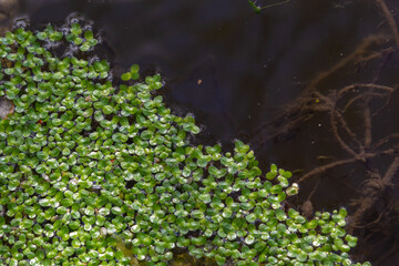 Duckweed. Green Duckweed natural background on water