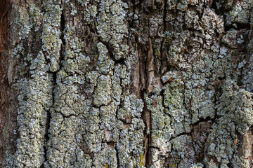 Close-up shot. Greenshield foliose white tube bone pillow lichen Parmeliaceae family Hypogymnia Physodes growing on bark coniferous tree in forest. Symbiosis. Natural texture brown abstract background