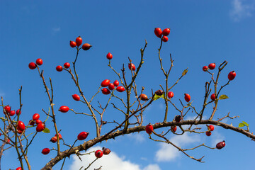 a branch with canine rose fruit on a blue sky background