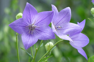 purple bell flower in blooming