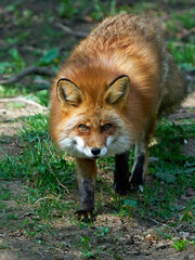 Red fox (Vulpes vulpes)