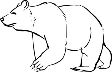 sketch bear