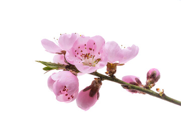 pink sakura flower isolated