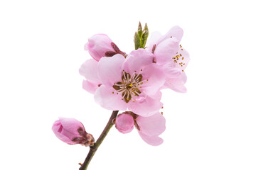pink sakura flower isolated