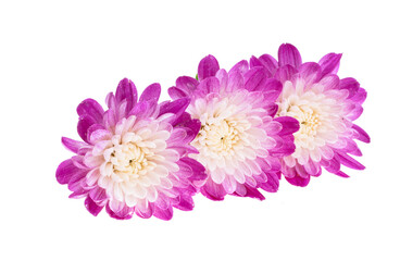 Obraz na płótnie Canvas chrysanthemum flower isolated