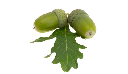 green acorn isolated